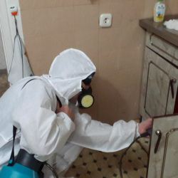 Дезинфекция от муравьев в квартире в Лопухинке
